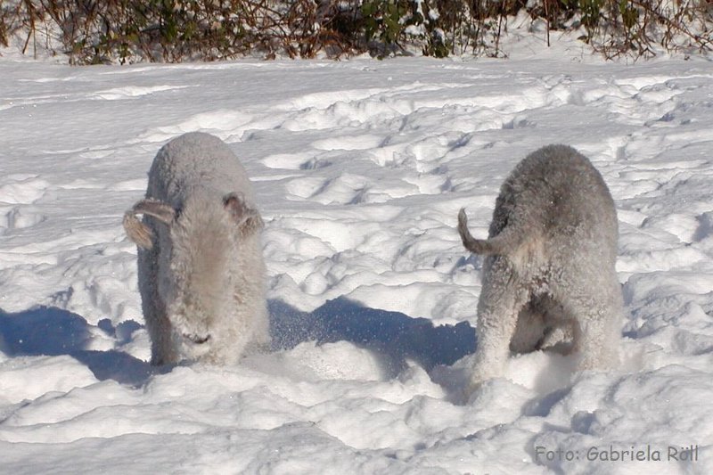 Quincy 2009-01-ß6 (6).JPG